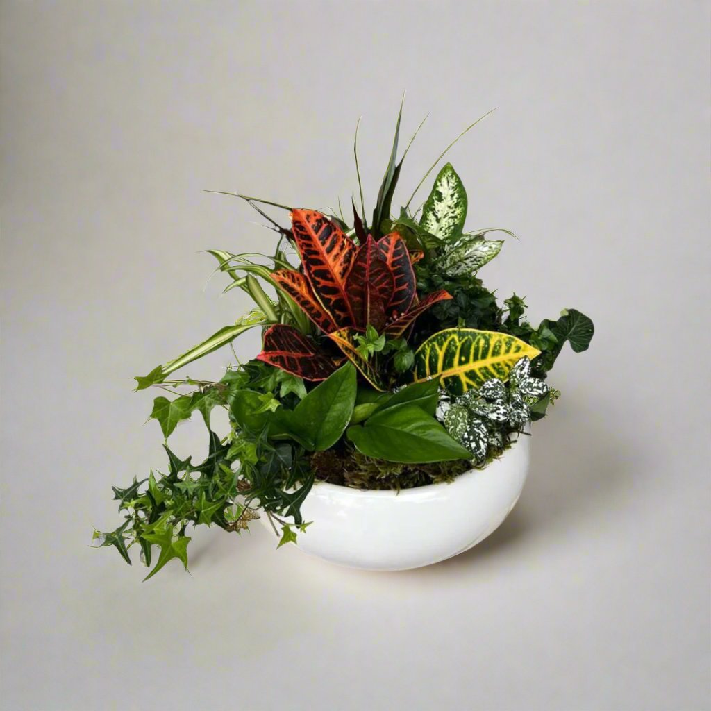 Mixed Indoor Plant