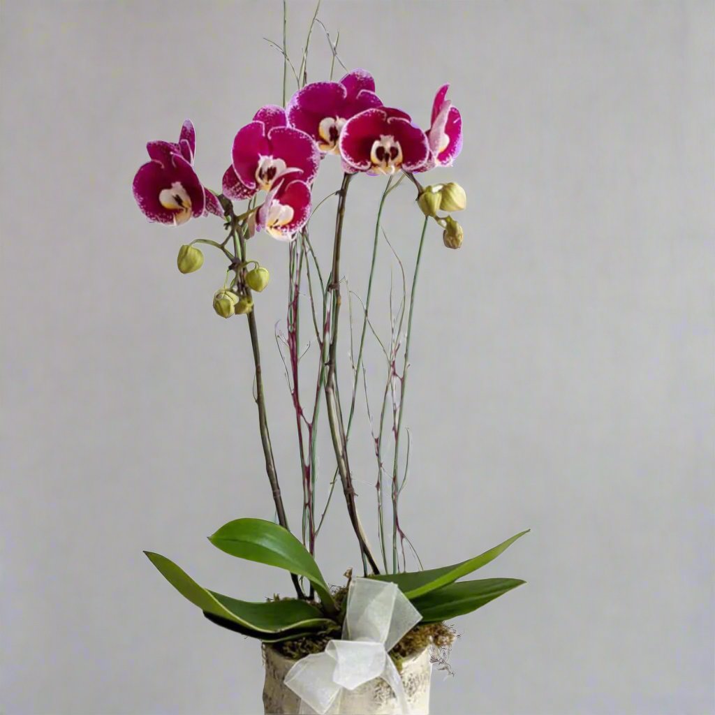 Assorted Double Stem Orchid