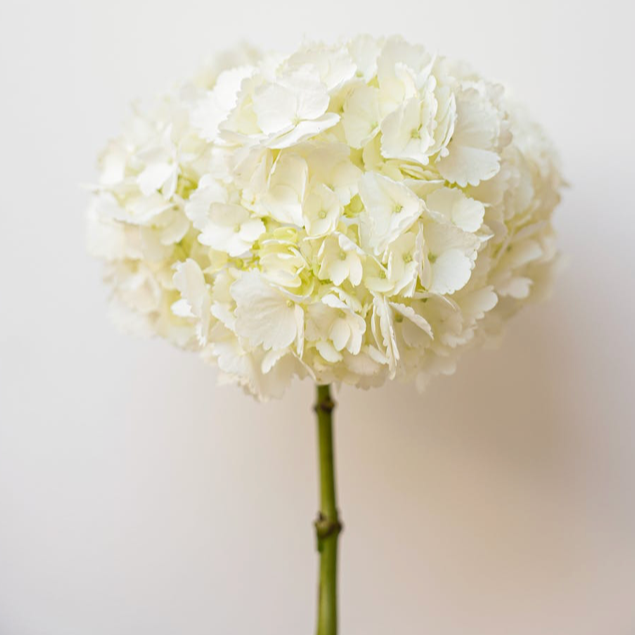 White Hydrangea