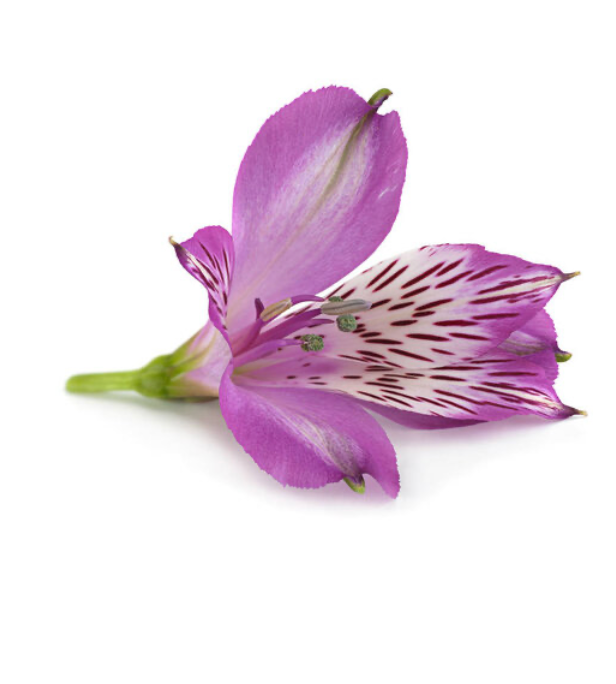 Alstromeria by Colour