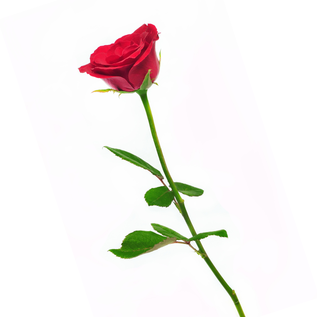 Single Rose Stem