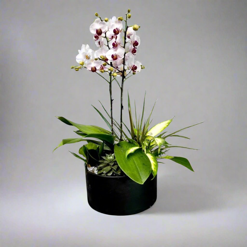 Divine Orchid Mix Planter