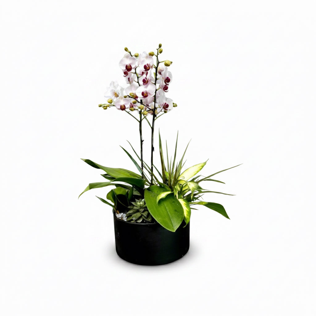 Divine Orchid Mix Planter