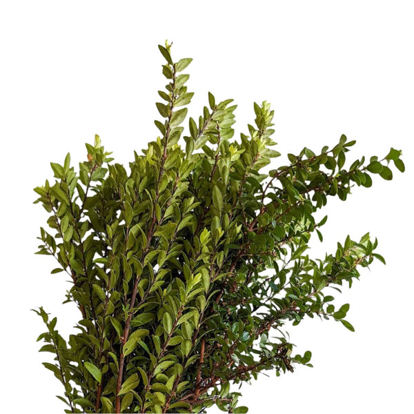 Boxwood Frans Flowers