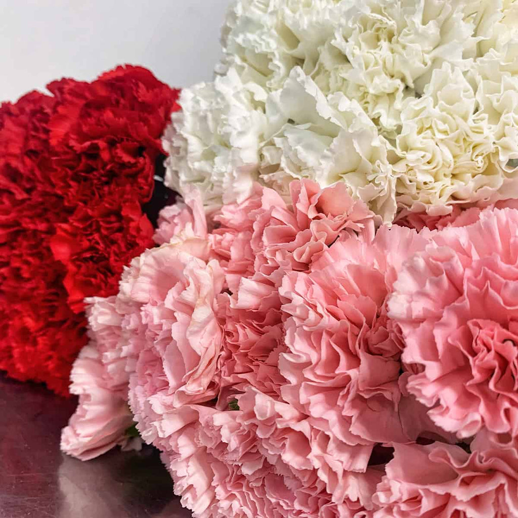 Carnations by Colour