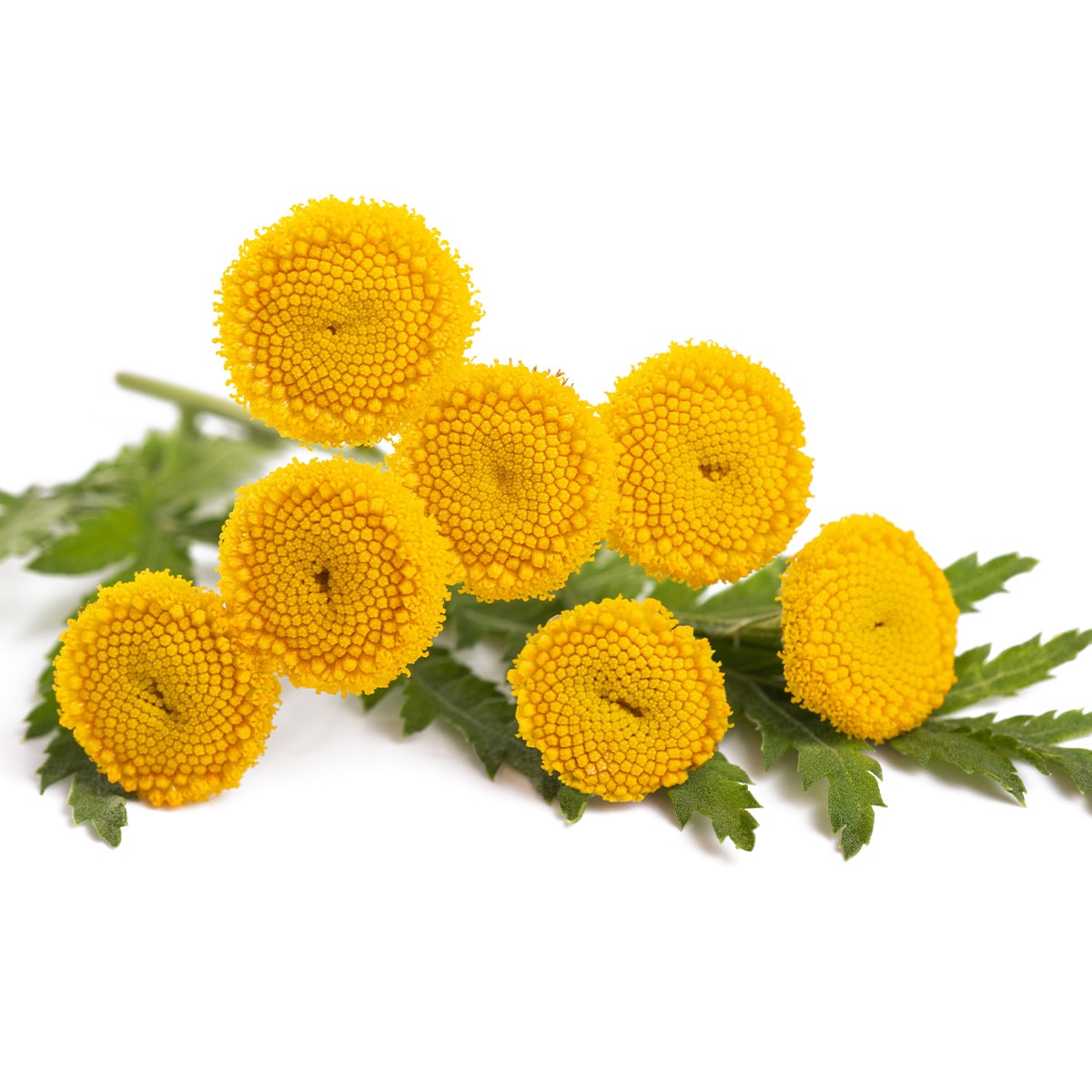 Yellow Button Mums