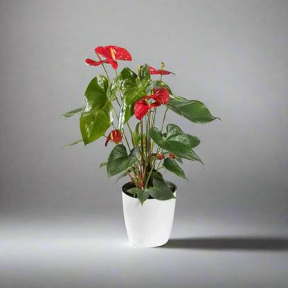 Assorted Anthurium Plant