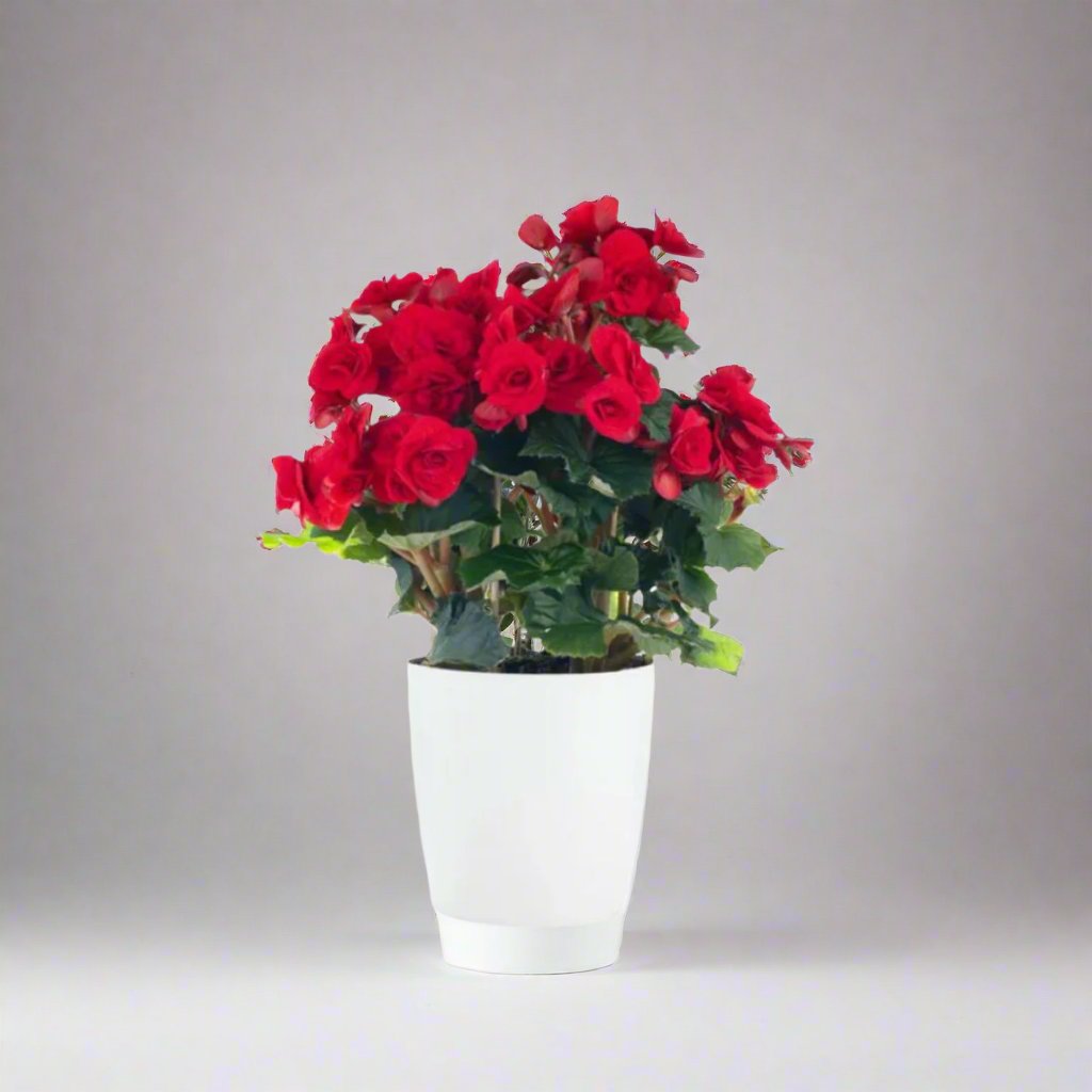 Begonia Plant