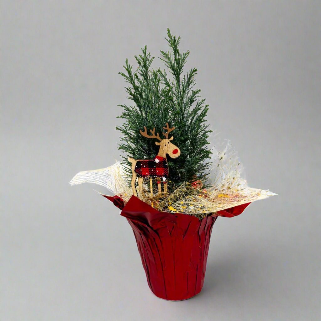 Mini Live Christmas Trees