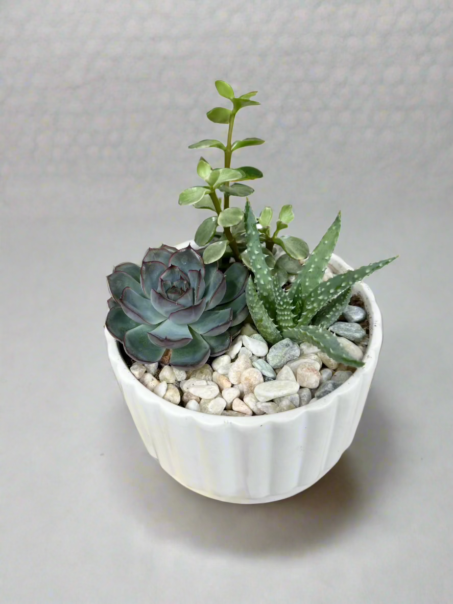 Succulent Mini Planter