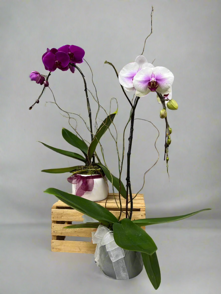 Assorted Single Stem Orchid