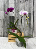 Assorted Single Stem Orchid