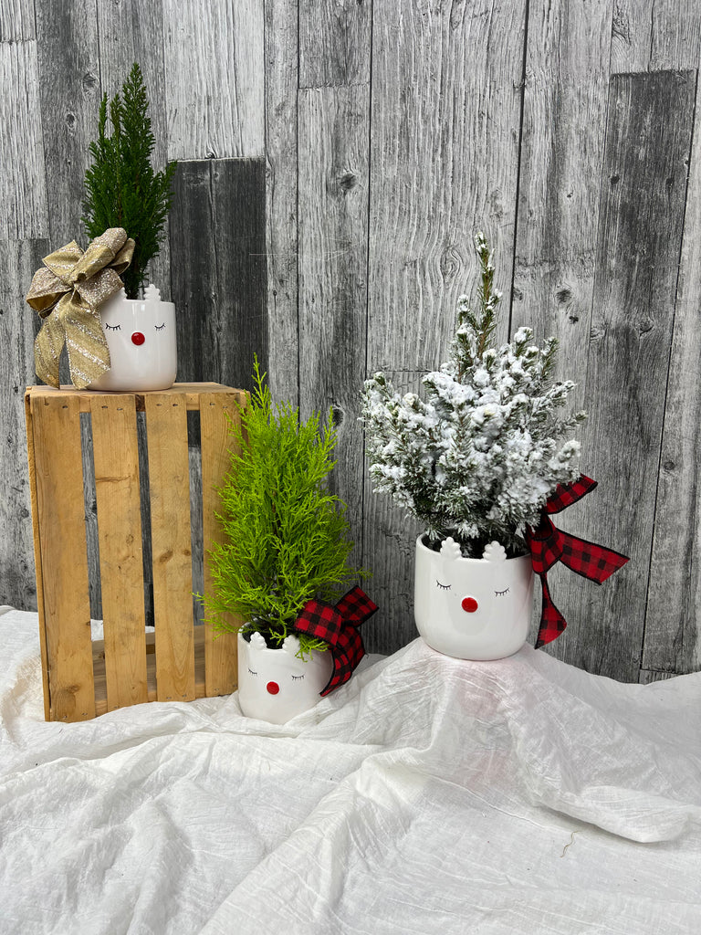 Assorted Mini Live Christmas Trees