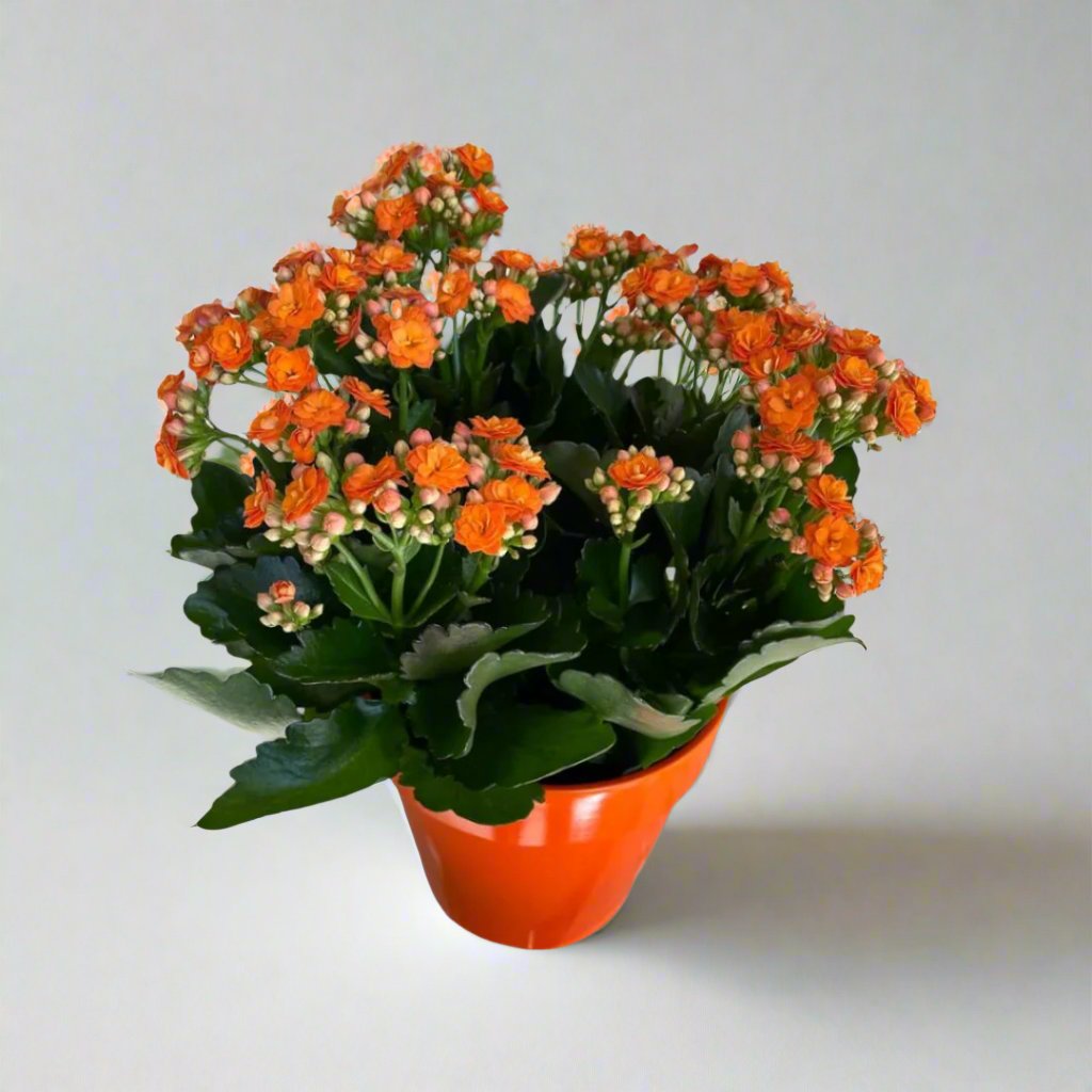 Kalanchoe Plant