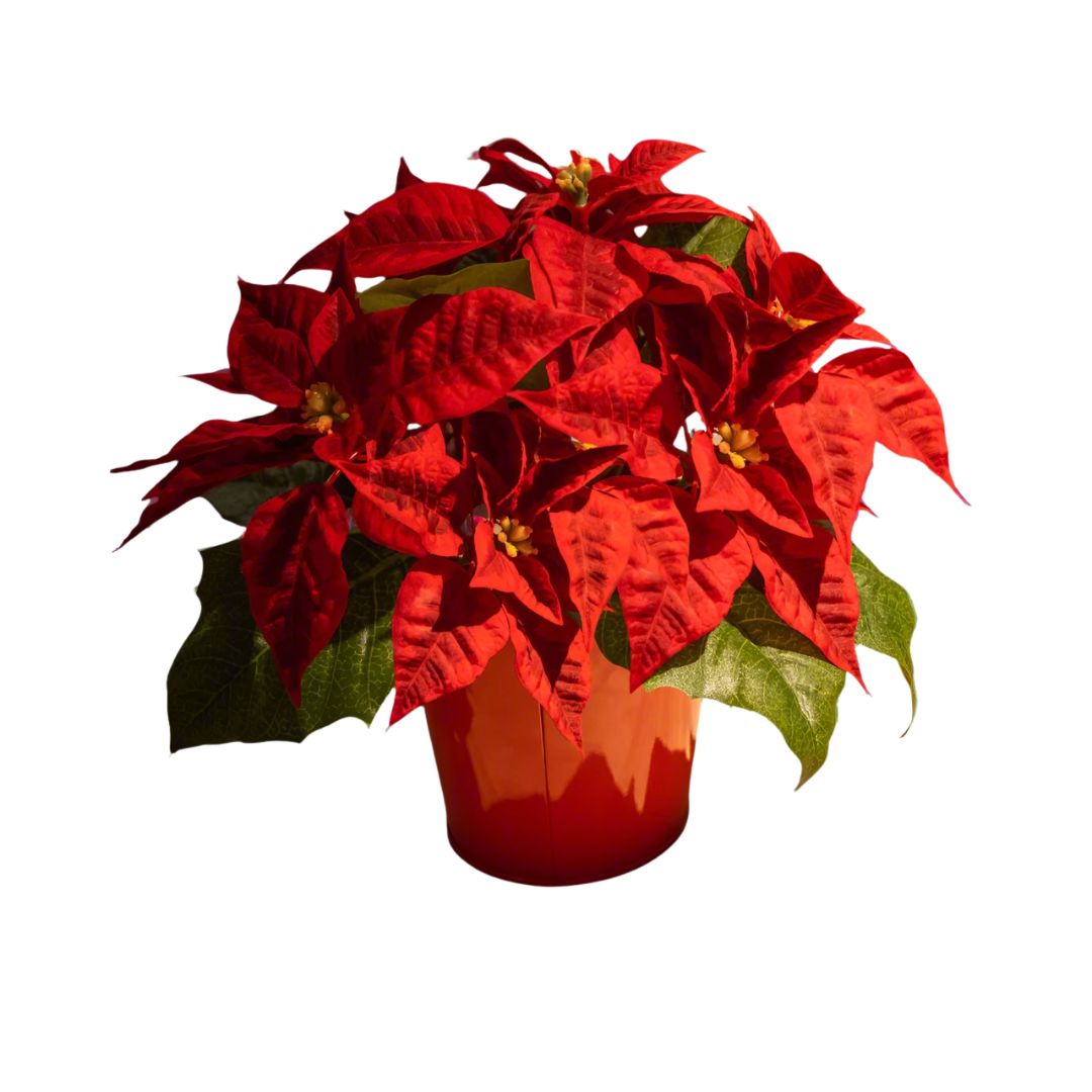 Poinsettias