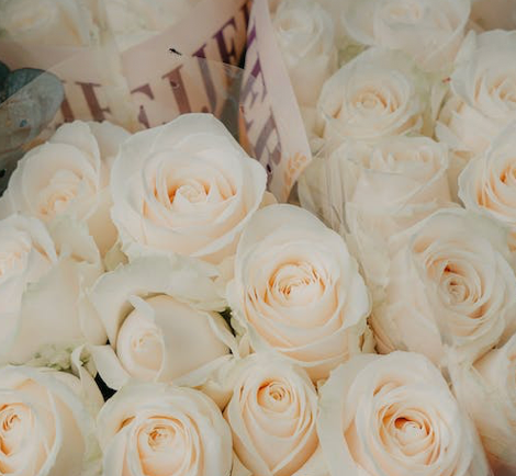 White Premium Roses