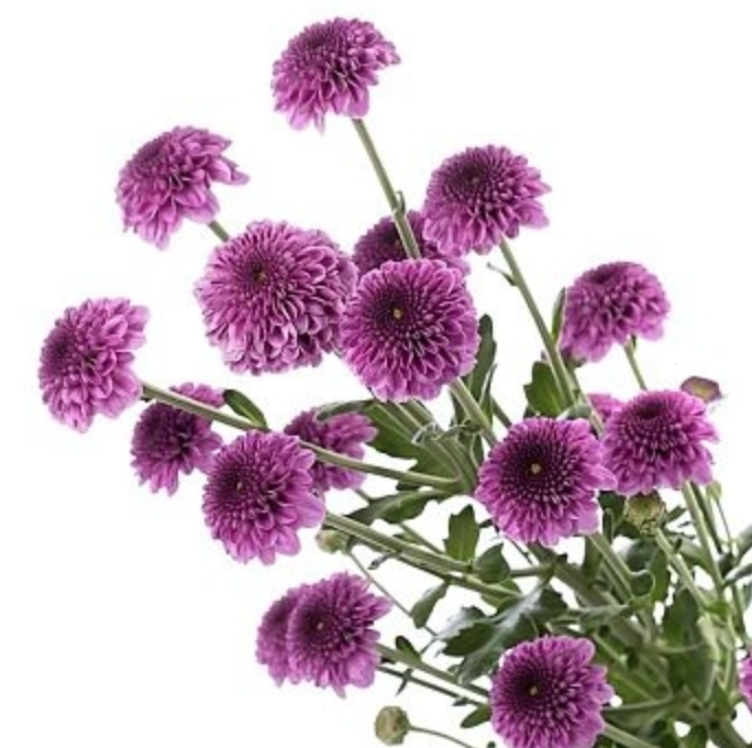 Mauve Button Mums