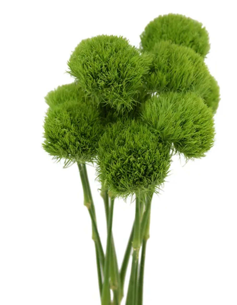 Dianthus Green Trick