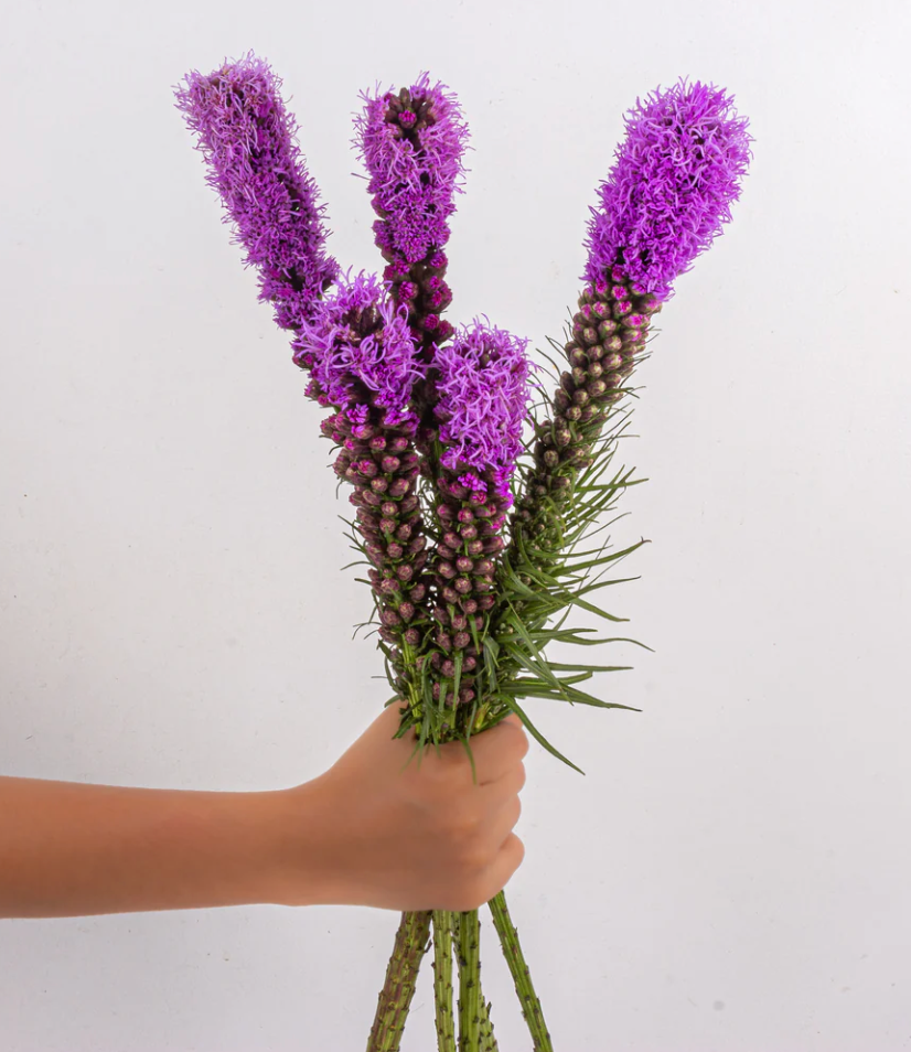 Liatris - Purple