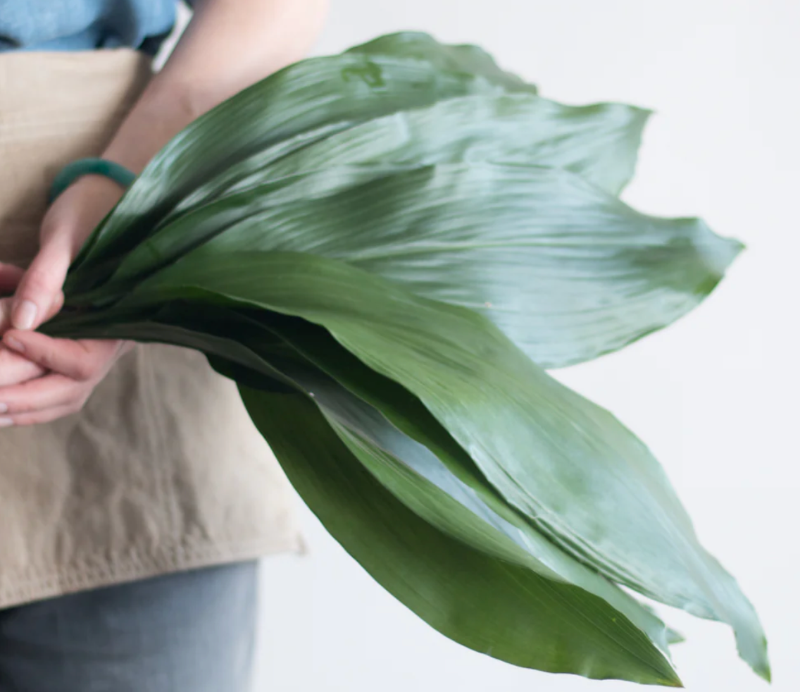 Aspidistra