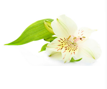 Alstromeria by Colour