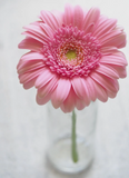 Assorted Gerbera Daisies or by Colour