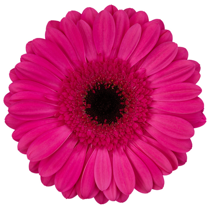 Assorted Gerbera Daisies or by Colour