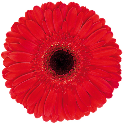 Assorted Gerbera Daisies or by Colour