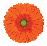 Assorted Gerbera Daisies or by Colour
