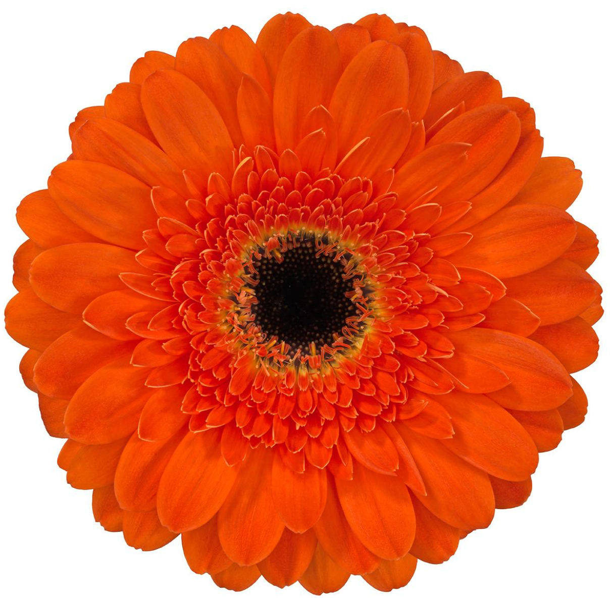 Assorted Gerbera Daisies or by Colour