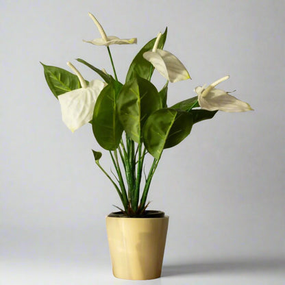 Assorted Anthurium Plant