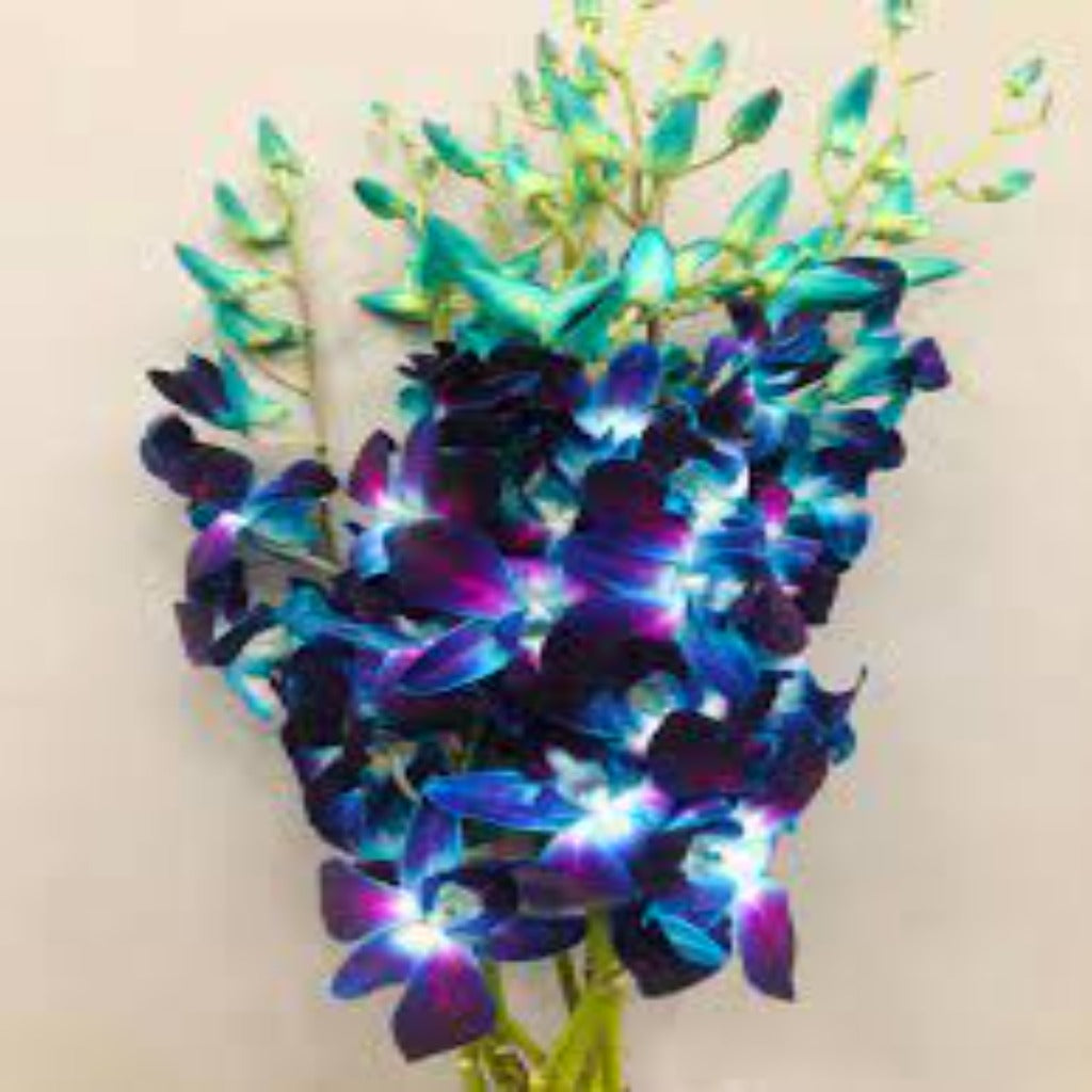 Dendrobium Orchids Blue Bom