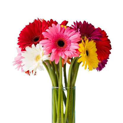 Assorted Gerbera Daisies or by Colour