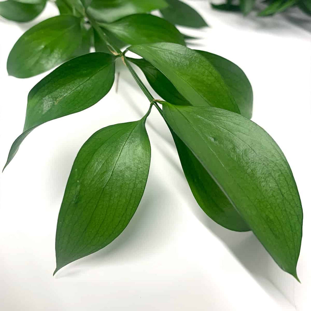 Israeli Ruscus – Frans Flowers