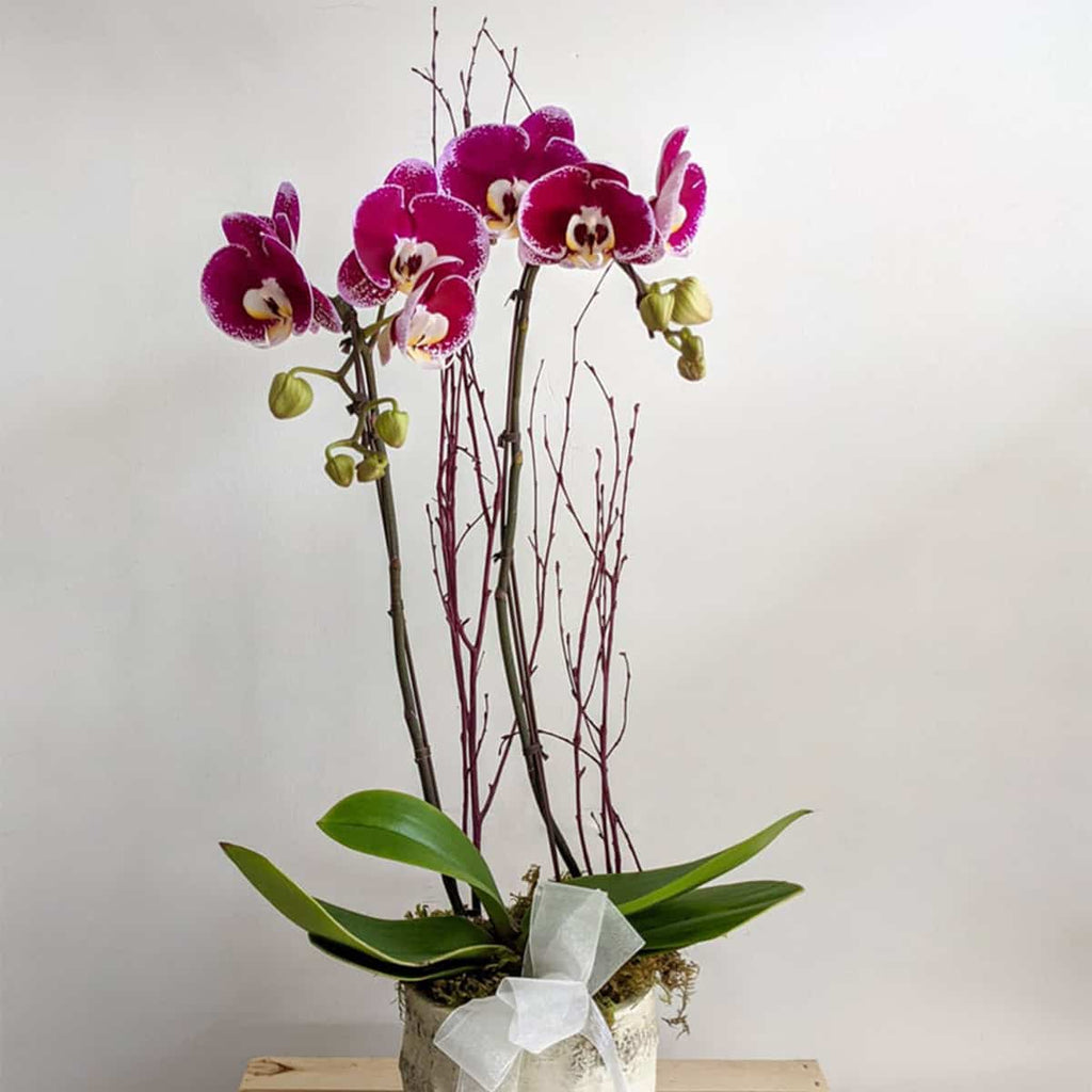 Assorted Double Stem Orchid