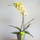 Assorted Single Stem Orchid