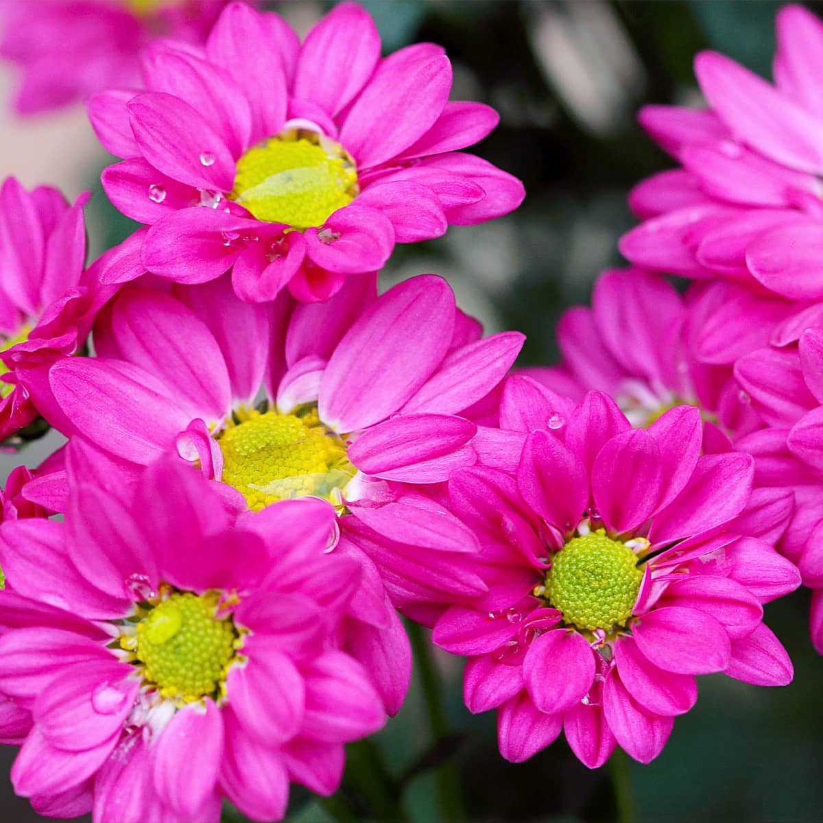 Magenta Daisy Mums