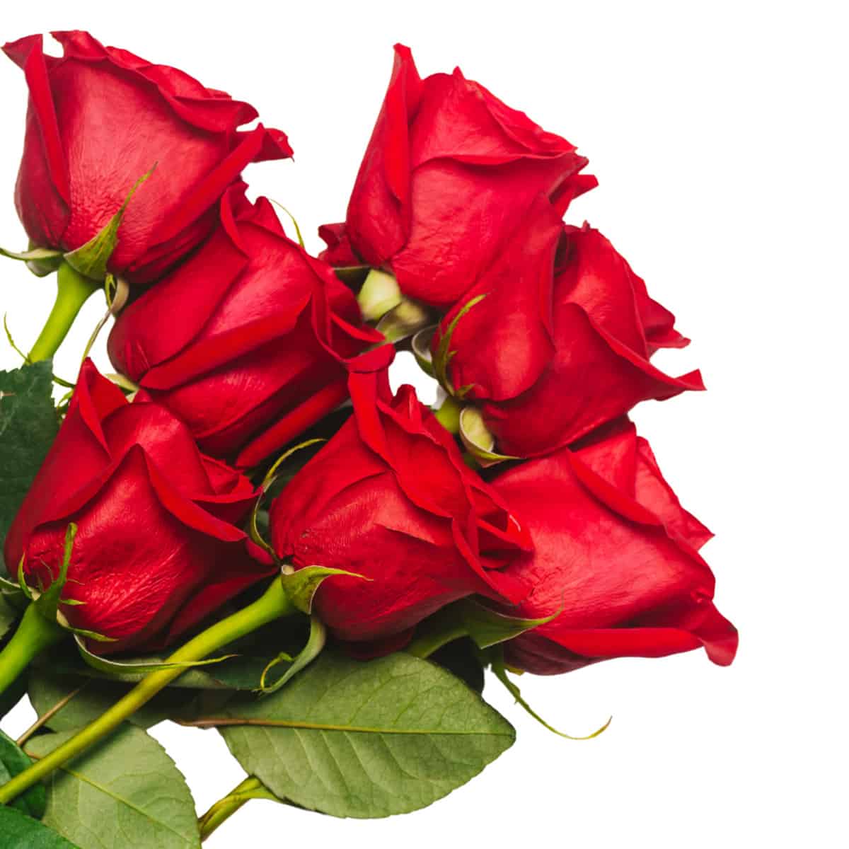 Red Premium Roses – Frans Flowers