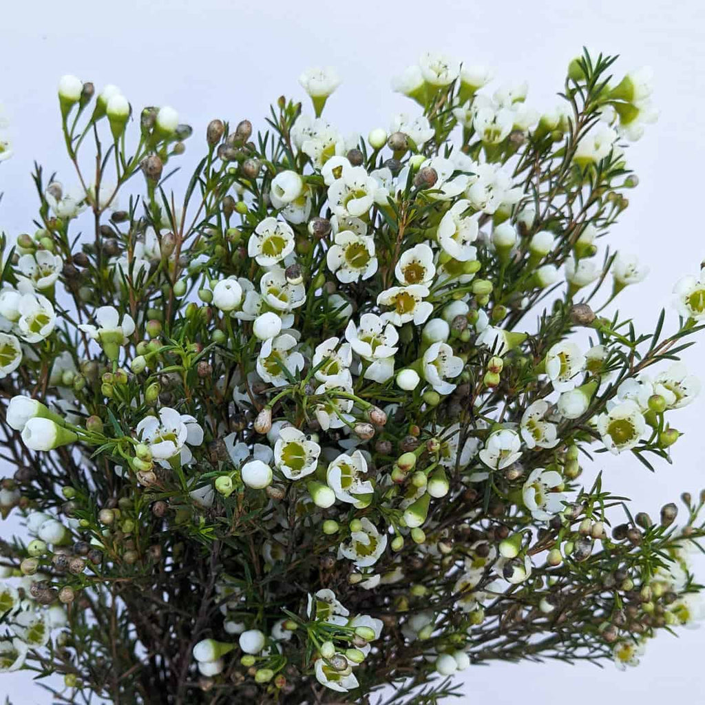 Waxflower - White