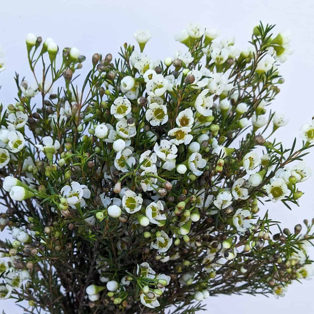 Waxflower - White – Frans Flowers