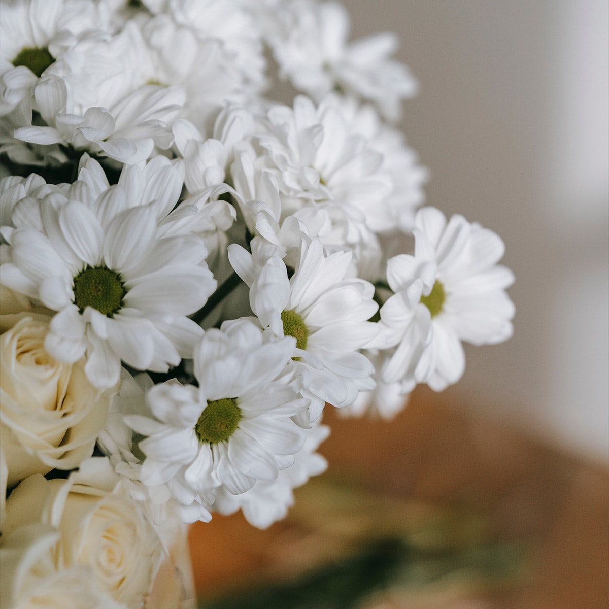 White Daisy Mums