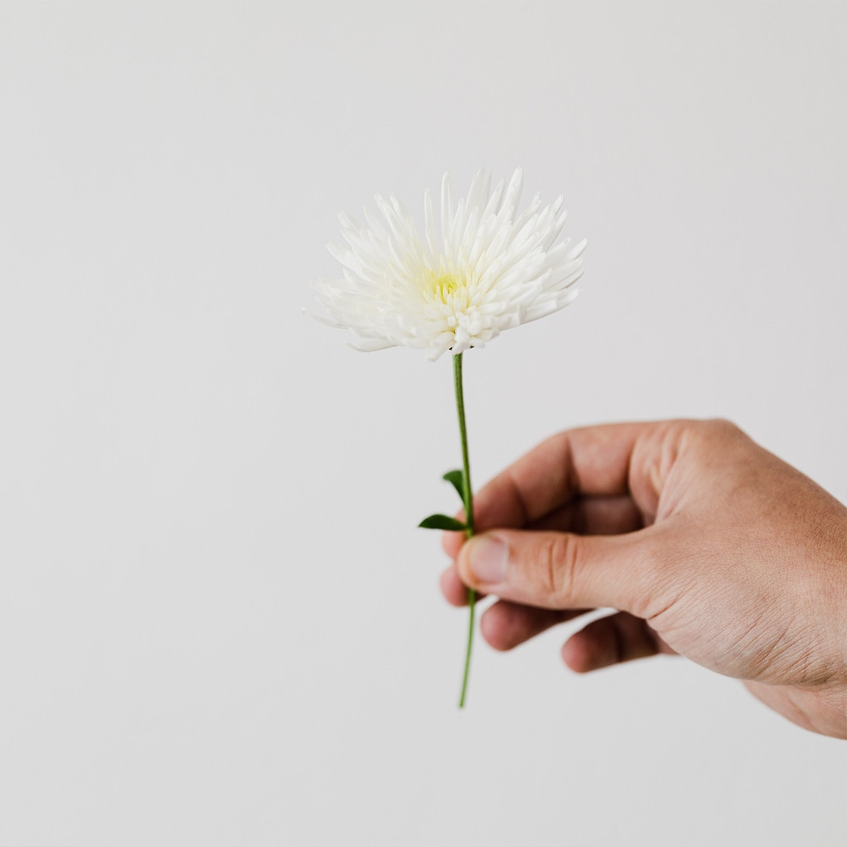 White Spider Mums