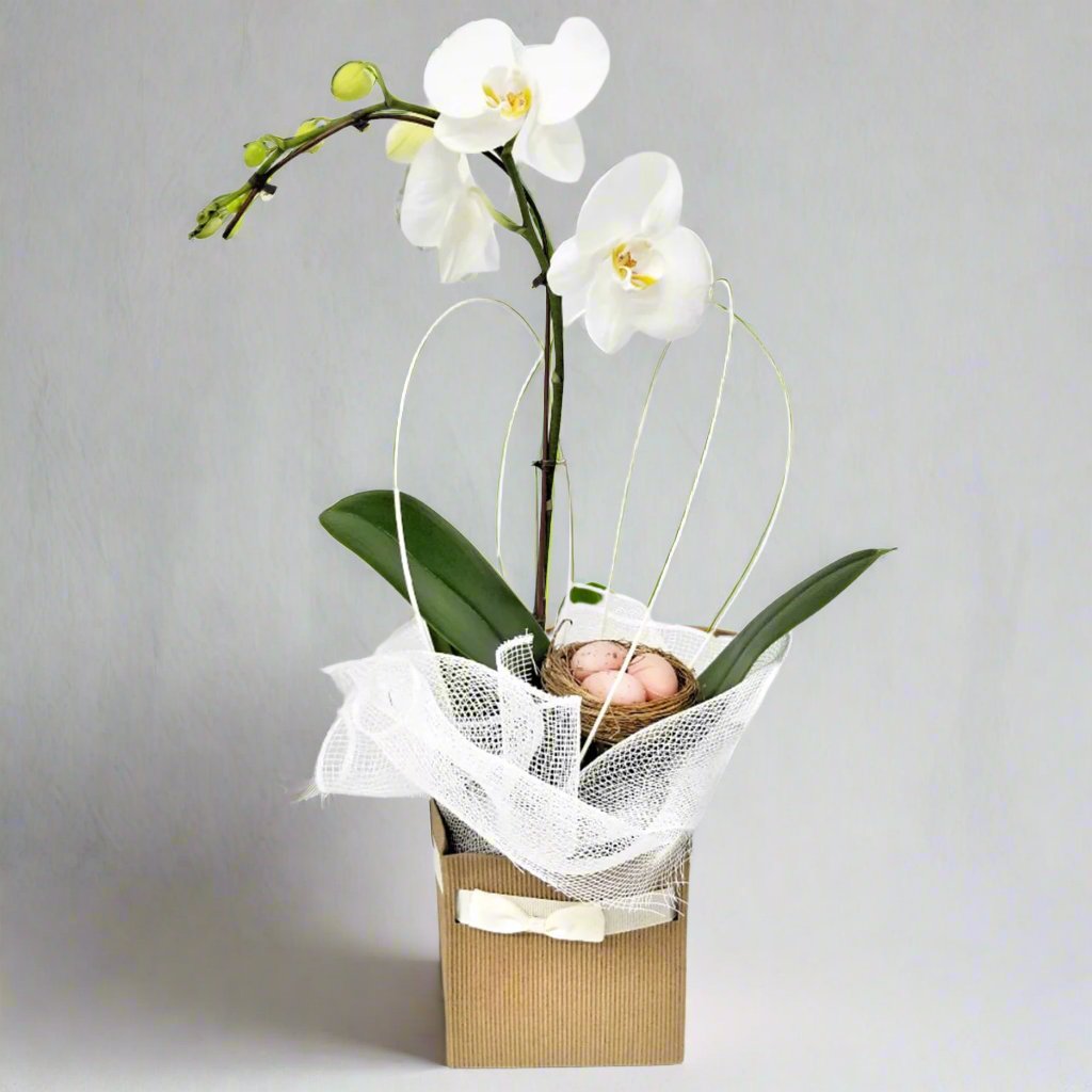 Assorted Single Stem Orchid