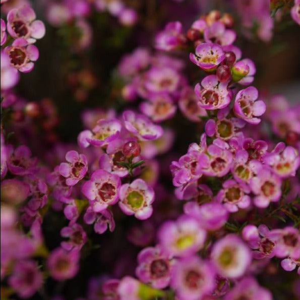 Waxflower - Pink
