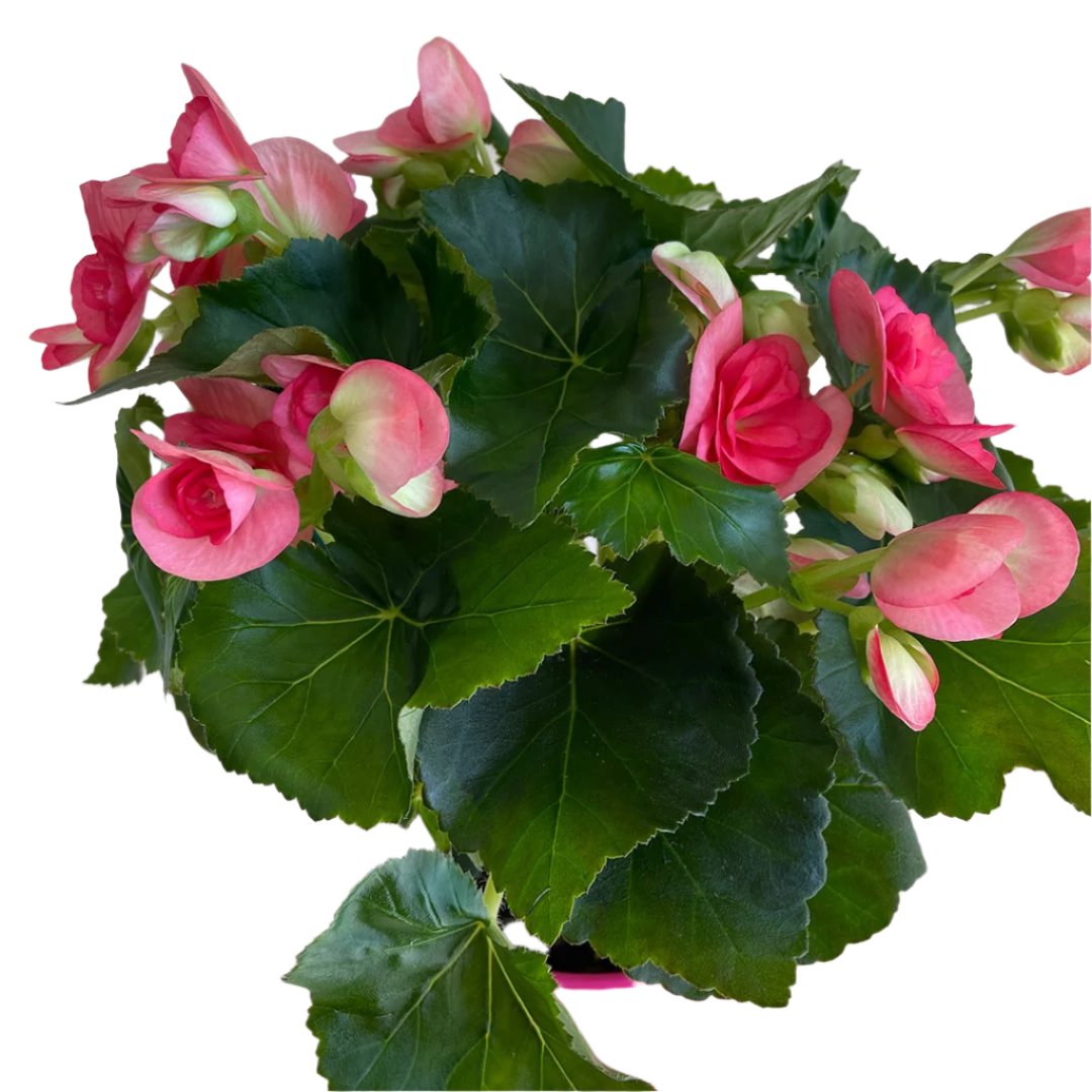 Begonia Plant