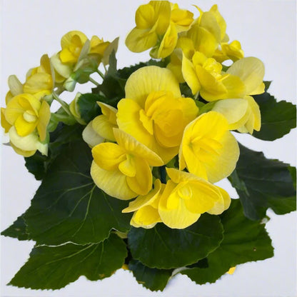 Begonia Plant