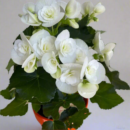 Begonia Plant