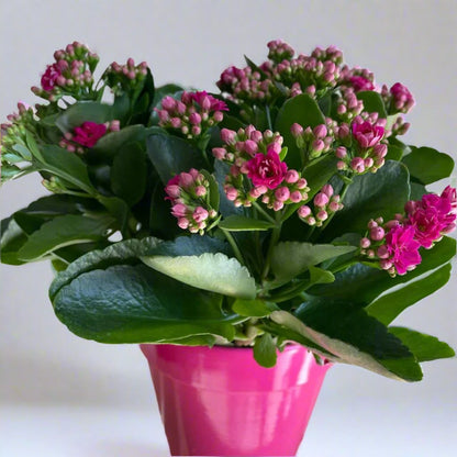 Kalanchoe Plant