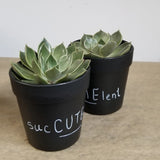 Succulent Plants